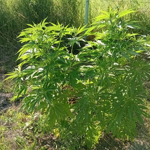 Purple #1 growlog timeline photo