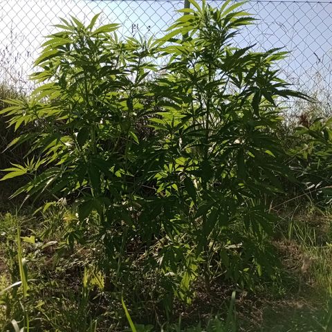 Purple #1 growlog timeline photo
