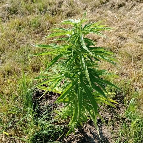 Purple #1 growlog timeline photo