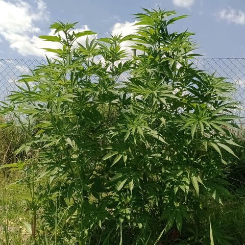 Purple #1 growlog timeline photo