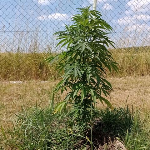 Purple #1 growlog timeline photo