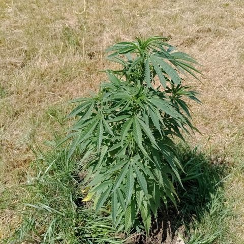 Purple #1 growlog timeline photo
