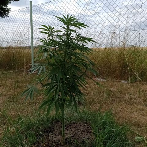 Purple #1 growlog timeline photo