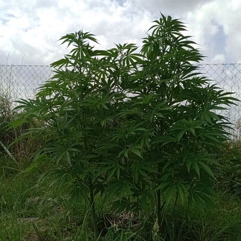 Purple #1 growlog timeline photo