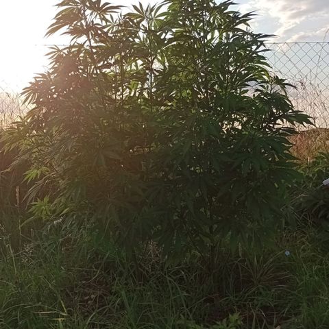Purple #1 growlog timeline photo