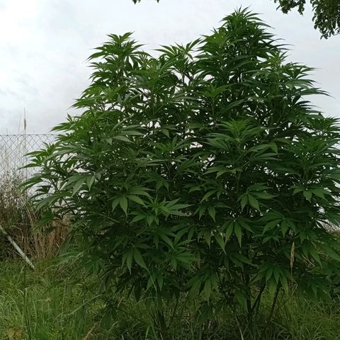 Purple #1 growlog timeline photo