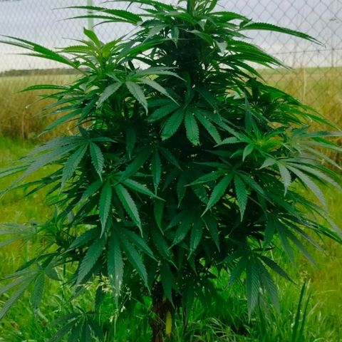 Purple #1 growlog timeline photo