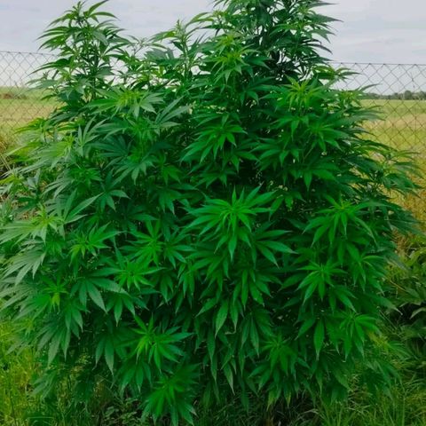 Purple #1 growlog timeline photo