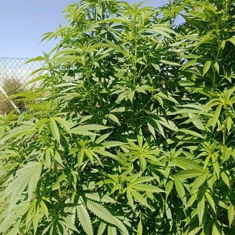Purple #1 growlog timeline photo