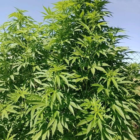 Purple #1 growlog timeline photo