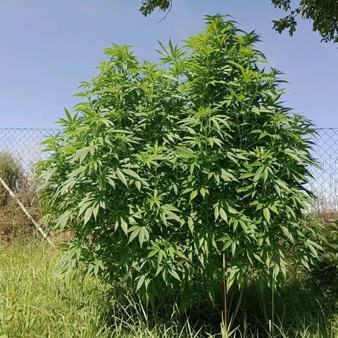 Purple #1 growlog timeline photo