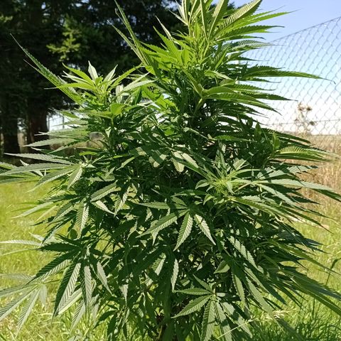 Purple #1 growlog timeline photo