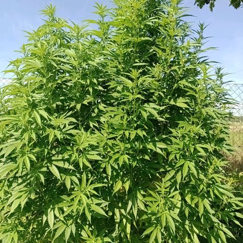 Purple #1 growlog timeline photo