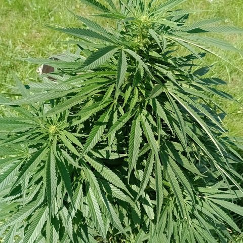 Purple #1 growlog timeline photo