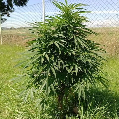 Purple #1 growlog timeline photo