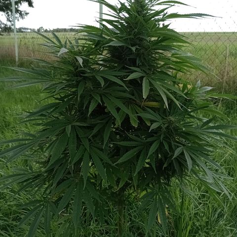 Purple #1 growlog timeline photo