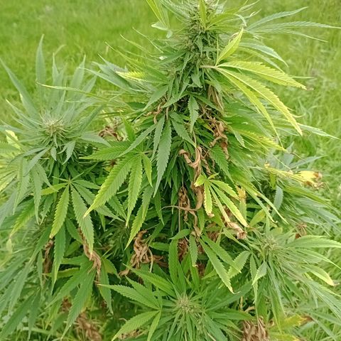 Purple #1 growlog timeline photo