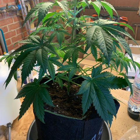 Northern Lights XL growlog timeline photo