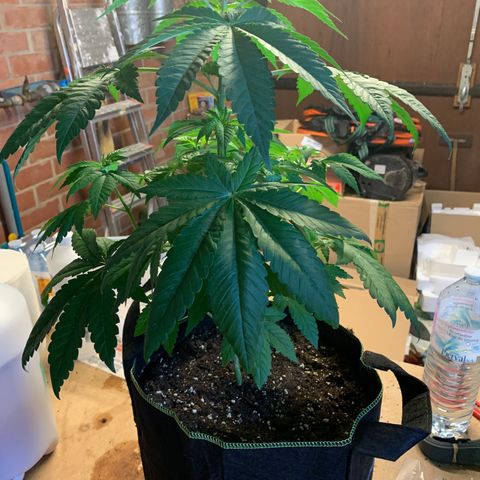Afghan Skunk growlog timeline photo