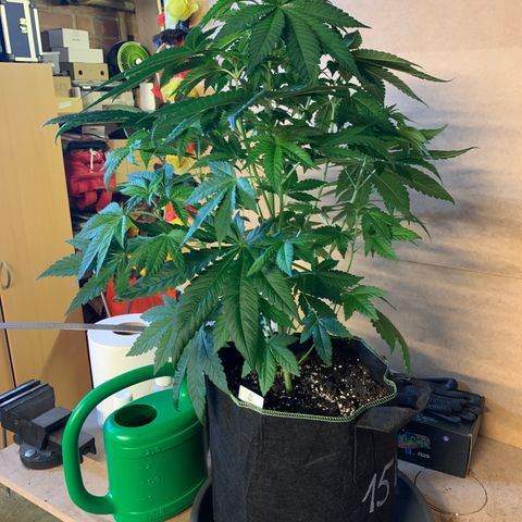 Northern Lights XL growlog timeline photo