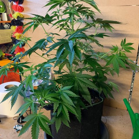 Afghan Skunk growlog timeline photo