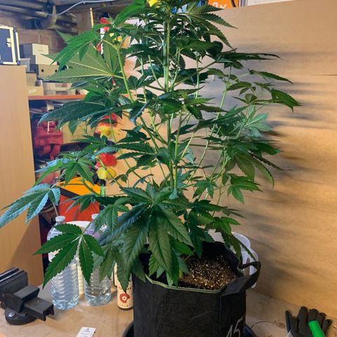 Northern Lights XL growlog timeline photo