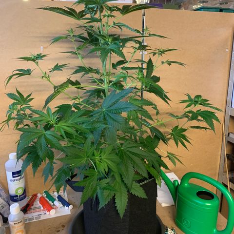 Afghan Skunk growlog timeline photo