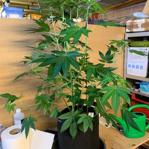 Northern Lights XL growlog timeline photo