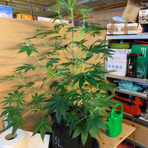 Afghan Skunk growlog timeline photo