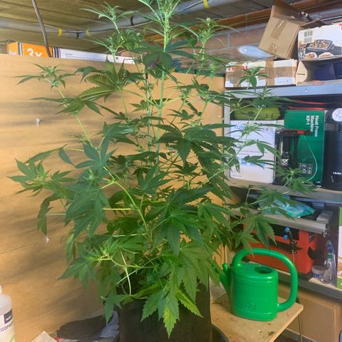 Afghan Skunk growlog timeline photo