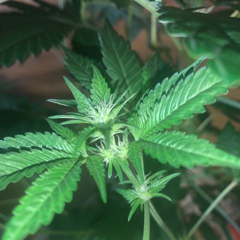 Northern Lights XL growlog timeline photo