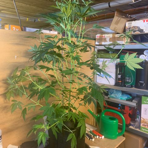 Northern Lights XL growlog timeline photo