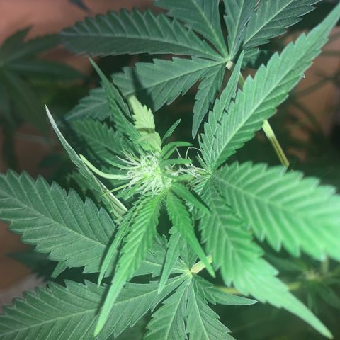 Afghan Skunk growlog timeline photo