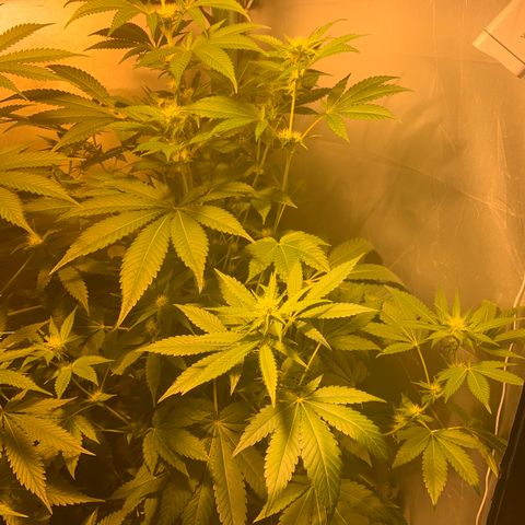 Northern Lights XL growlog timeline photo