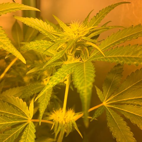 Northern Lights XL growlog timeline photo