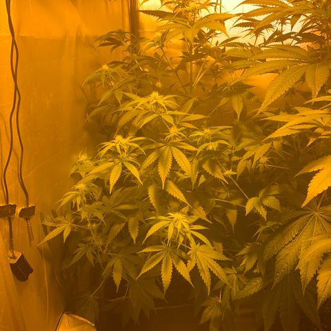 Afghan Skunk growlog timeline photo