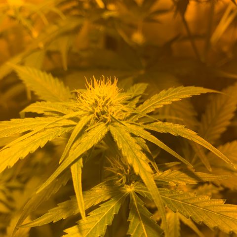 Afghan Skunk growlog timeline photo