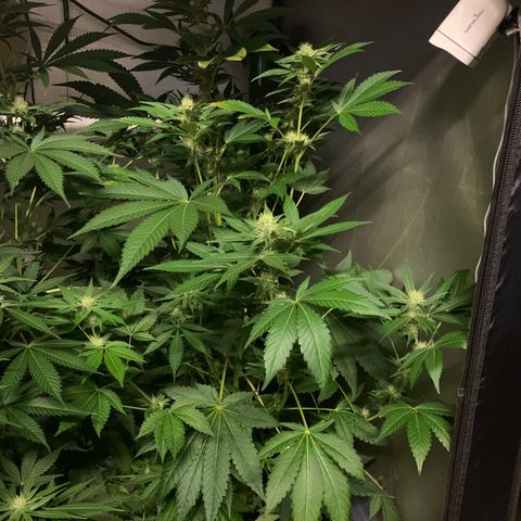 Northern Lights XL growlog timeline photo