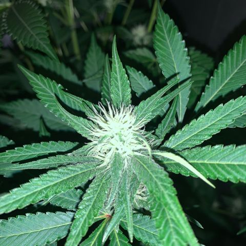 Northern Lights XL growlog timeline photo