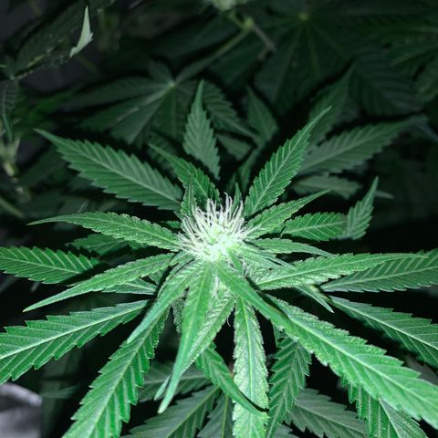 Afghan Skunk growlog timeline photo