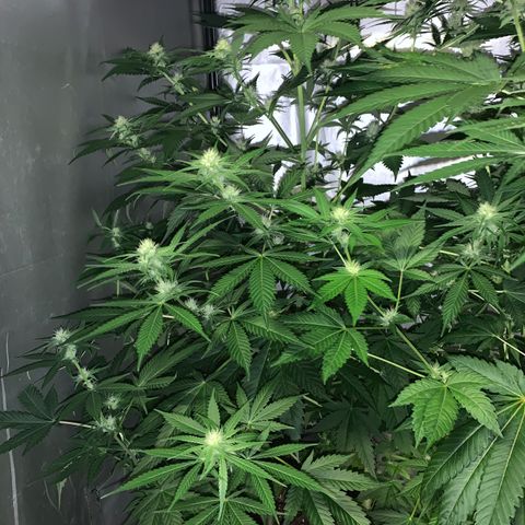 Afghan Skunk growlog timeline photo