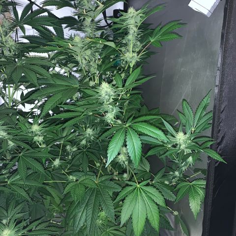 Northern Lights XL growlog timeline photo