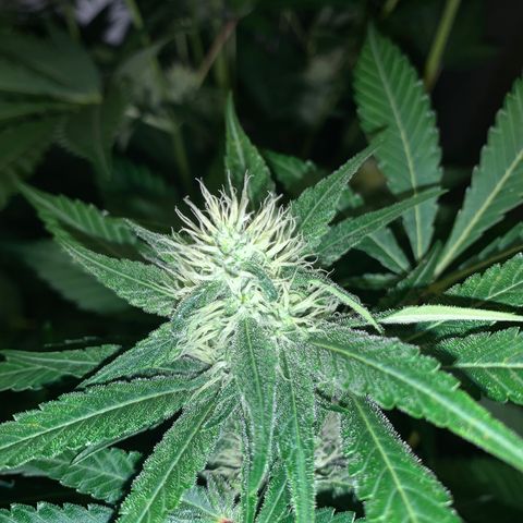 Northern Lights XL growlog timeline photo