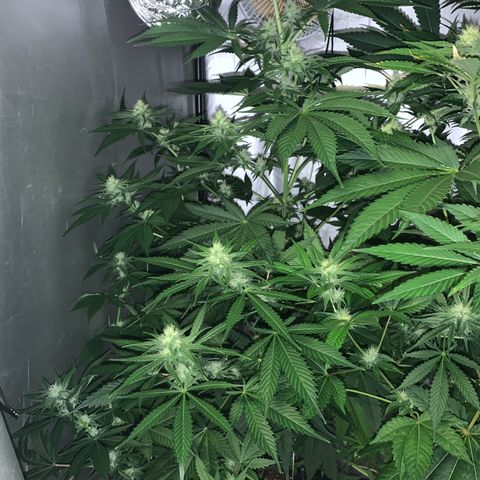 Afghan Skunk growlog timeline photo