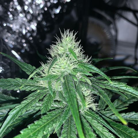 Afghan Skunk growlog timeline photo