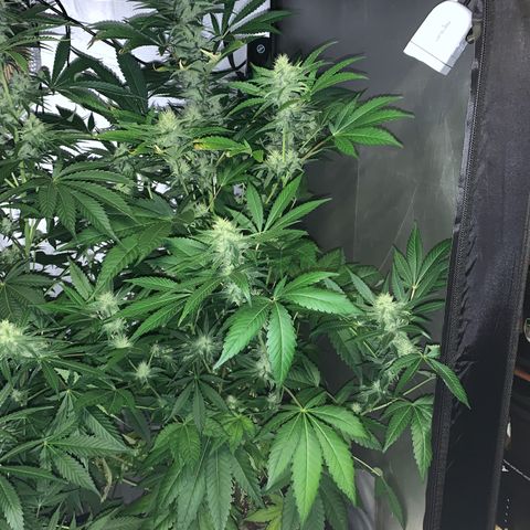 Northern Lights XL growlog timeline photo