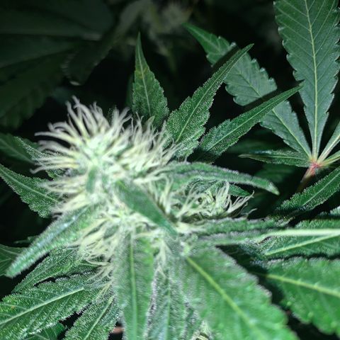 Northern Lights XL growlog timeline photo