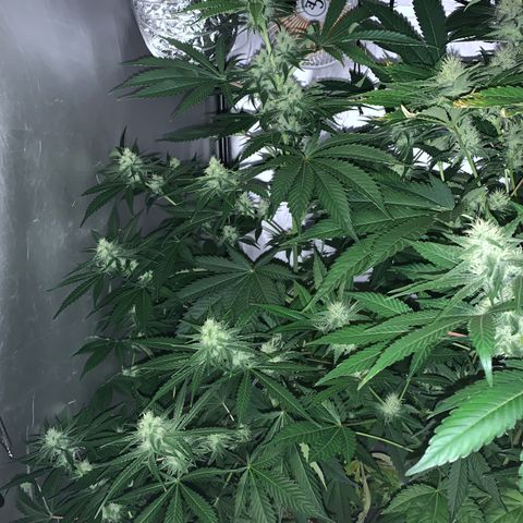 Afghan Skunk growlog timeline photo