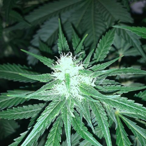 Afghan Skunk growlog timeline photo