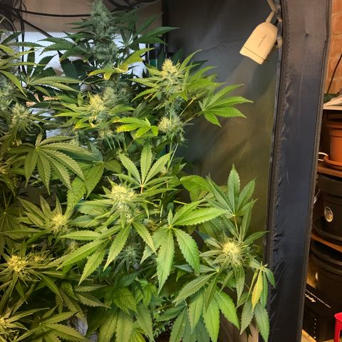Northern Lights XL growlog timeline photo